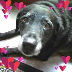 Meet your Posher, Joyce